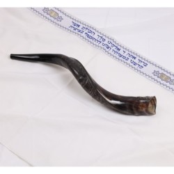 18'-20' Yemenite Kudu Shofar - Semi-Polished