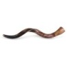 22'-24' Yemenite Kudu Shofar - Polished