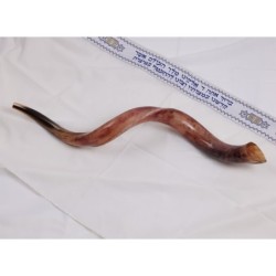 22'-24' Yemenite Kudu Shofar - Polished