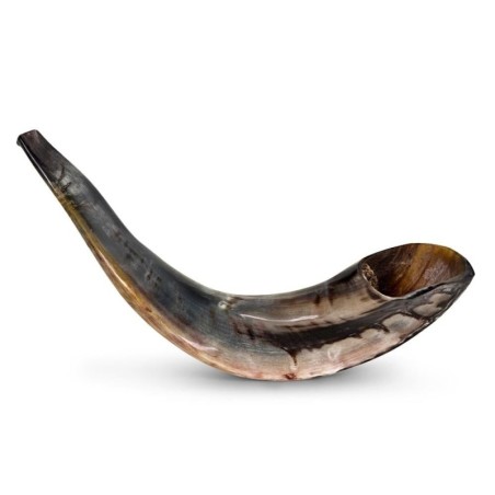 Kosher 12'-14' Classical Ram's Horn Shofar - Polished
