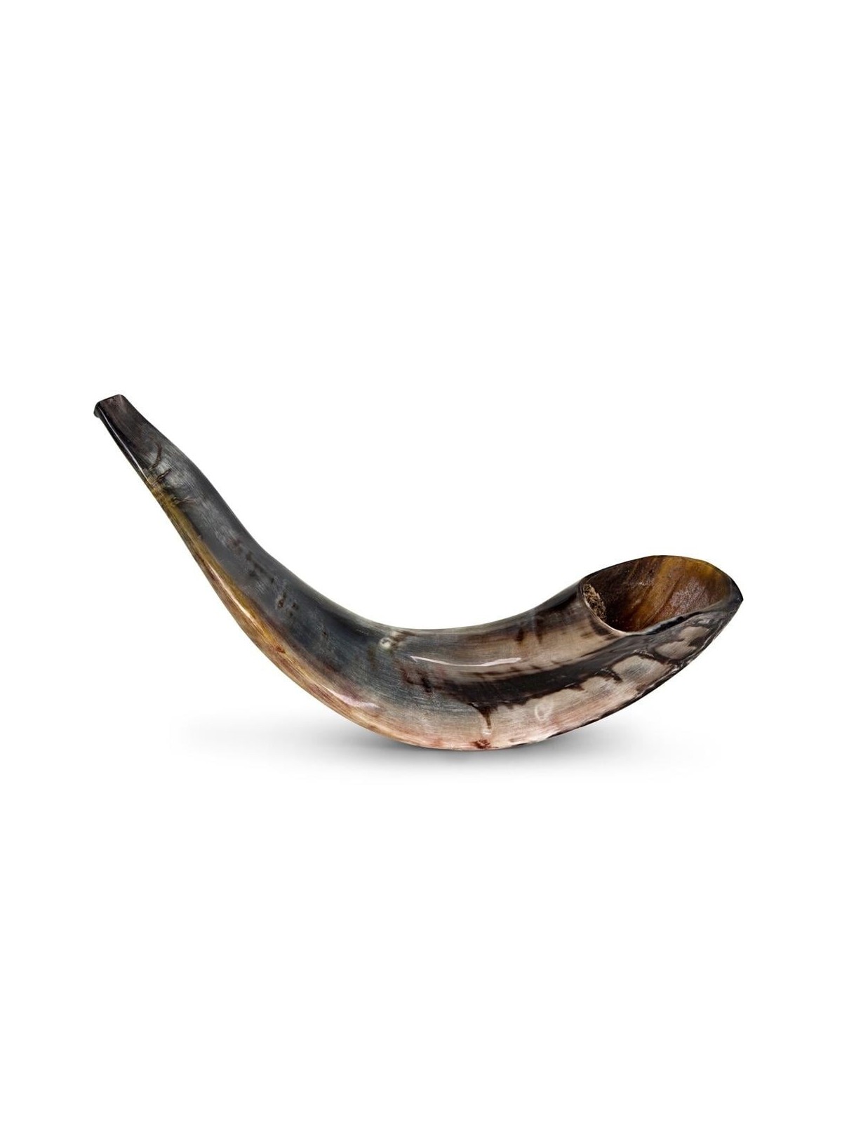 Kosher 12'-14' Classical Ram's Horn Shofar - Polished