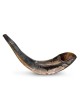 Kosher 12'-14' Classical Ram's Horn Shofar - Polished