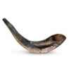 Kosher 12'-14' Classical Ram's Horn Shofar - Polished