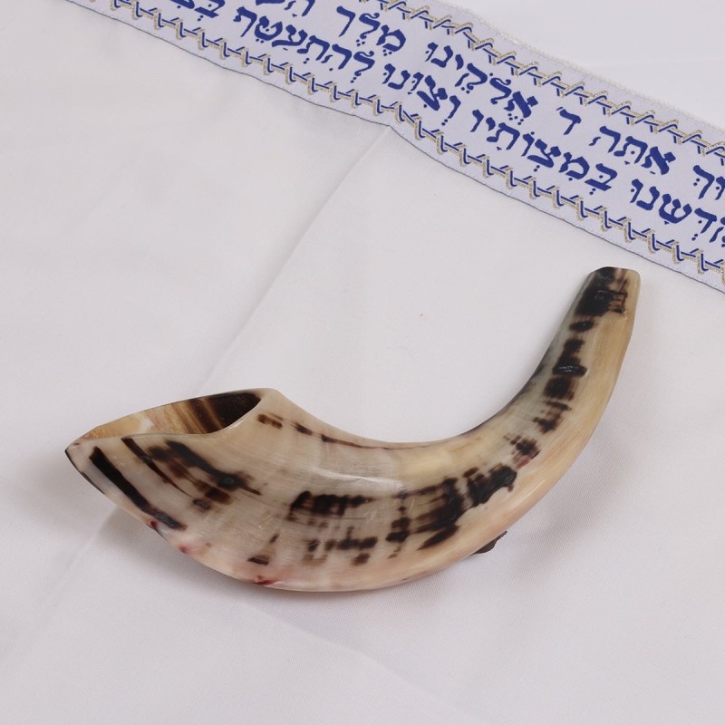 Kosher 12'-14' Classical Ram's Horn Shofar - Polished