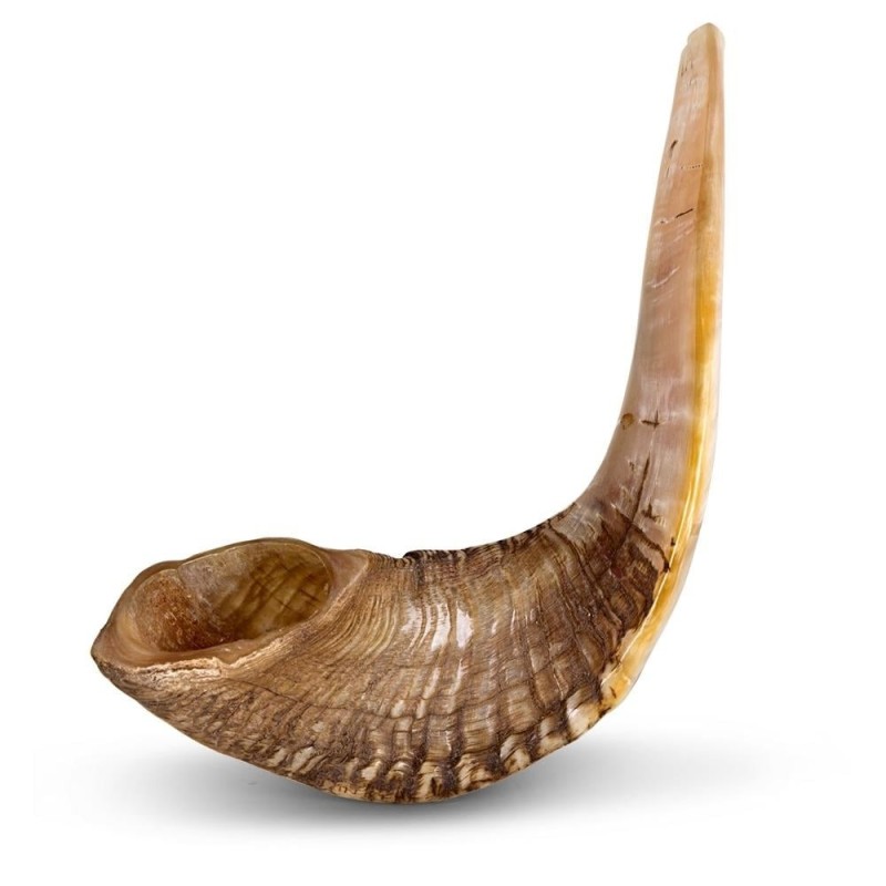 Kosher Classic Natural Ram's Horn Shofar 16'-18' / 40-45 cm