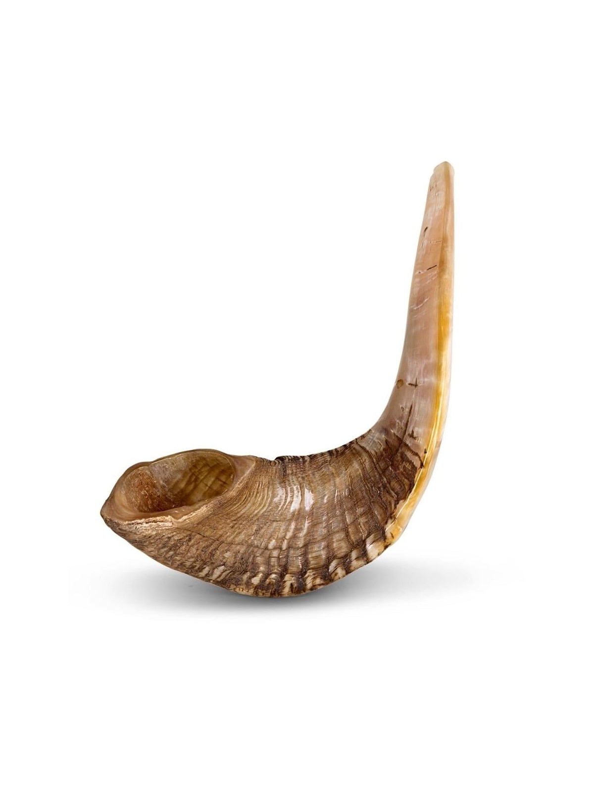 Kosher Classic Natural Ram's Horn Shofar 16'-18' / 40-45 cm