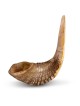 Kosher Classic Natural Ram's Horn Shofar 16'-18' / 40-45 cm