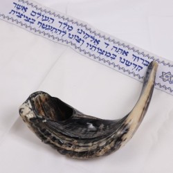 Kosher Classic Natural Ram's Horn Shofar 16'-18' / 40-45 cm