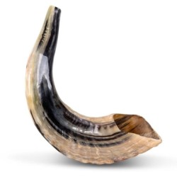 Kosher Classic Natural Ram's Horn Shofar 12'-14' / 30-35 cm