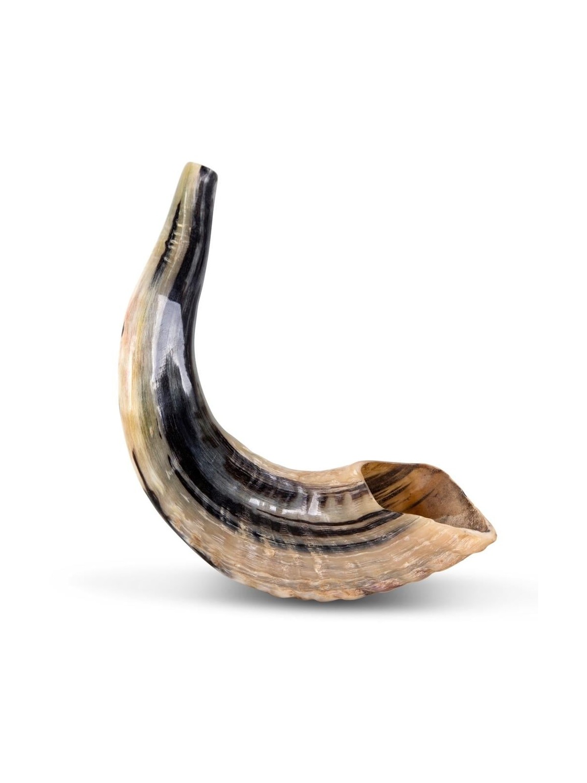 Kosher Classic Natural Ram's Horn Shofar 12'-14' / 30-35 cm