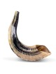 Kosher Classic Natural Ram's Horn Shofar 12'-14' / 30-35 cm