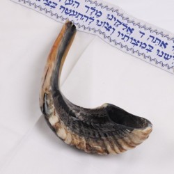 Kosher Classic Natural Ram's Horn Shofar 12'-14' / 30-35 cm