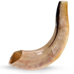 Kosher 10'-12' Classical Ram's Horn Shofar - Polished