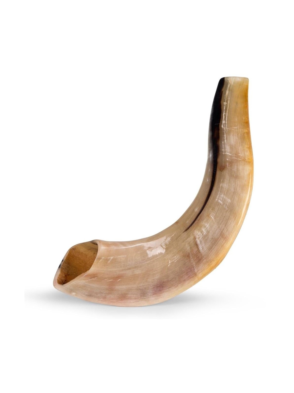 Kosher 10'-12' Classical Ram's Horn Shofar - Polished