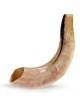 Kosher 10'-12' Classical Ram's Horn Shofar - Polished