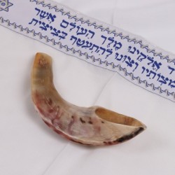 Kosher 10'-12' Classical Ram's Horn Shofar - Polished