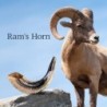 Kosher 10'-12' Classical Ram's Horn Shofar - Polished