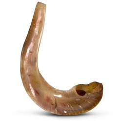 Kosher 22'-24' Classical Ram's Horn Shofar - Polished