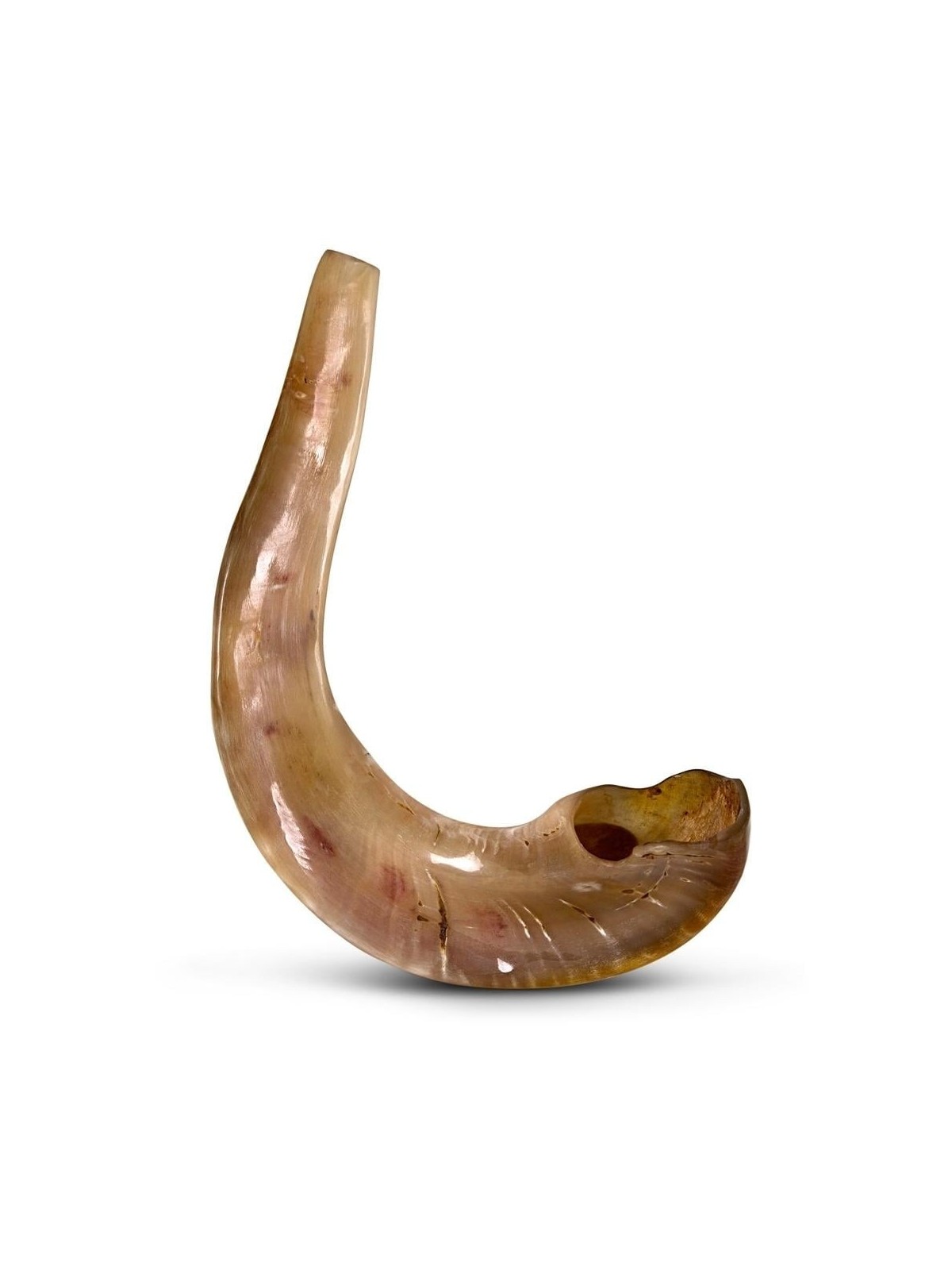 Kosher 22'-24' Classical Ram's Horn Shofar - Polished