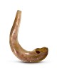Kosher 22'-24' Classical Ram's Horn Shofar - Polished