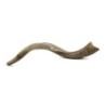 20'-22' Yemenite Kudu Shofar - Half Polished