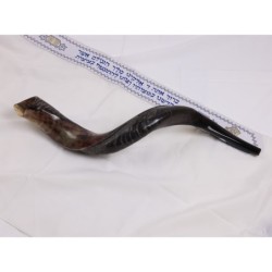 20'-22' Yemenite Kudu Shofar - Half Polished