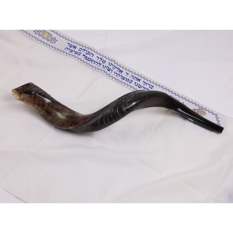 20'-22' Yemenite Kudu Shofar - Half Polished