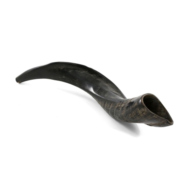 18'-20' Yemenite Kudu Shofar - Natural