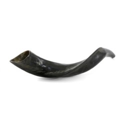 18'-20' Yemenite Kudu Shofar - Natural