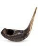 Kosher Classic Natural Ram's Horn Shofar 22'-24' / 55-61 cm