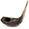 Kosher Classic Natural Ram's Horn Shofar 22'-24' / 55-61 cm