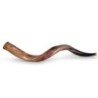 20'-22' Yemenite Kudu Shofar - Polished