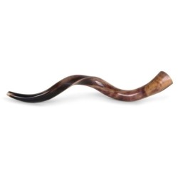 20'-22' Yemenite Kudu Shofar - Polished