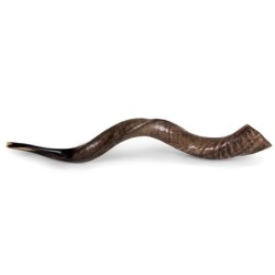 22'-24' Yemenite Kudu Shofar - Natural