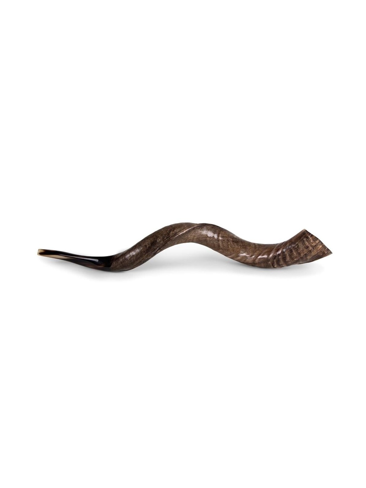 22'-24' Yemenite Kudu Shofar - Natural