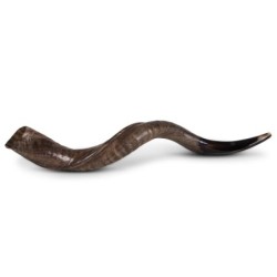 22'-24' Yemenite Kudu Shofar - Natural