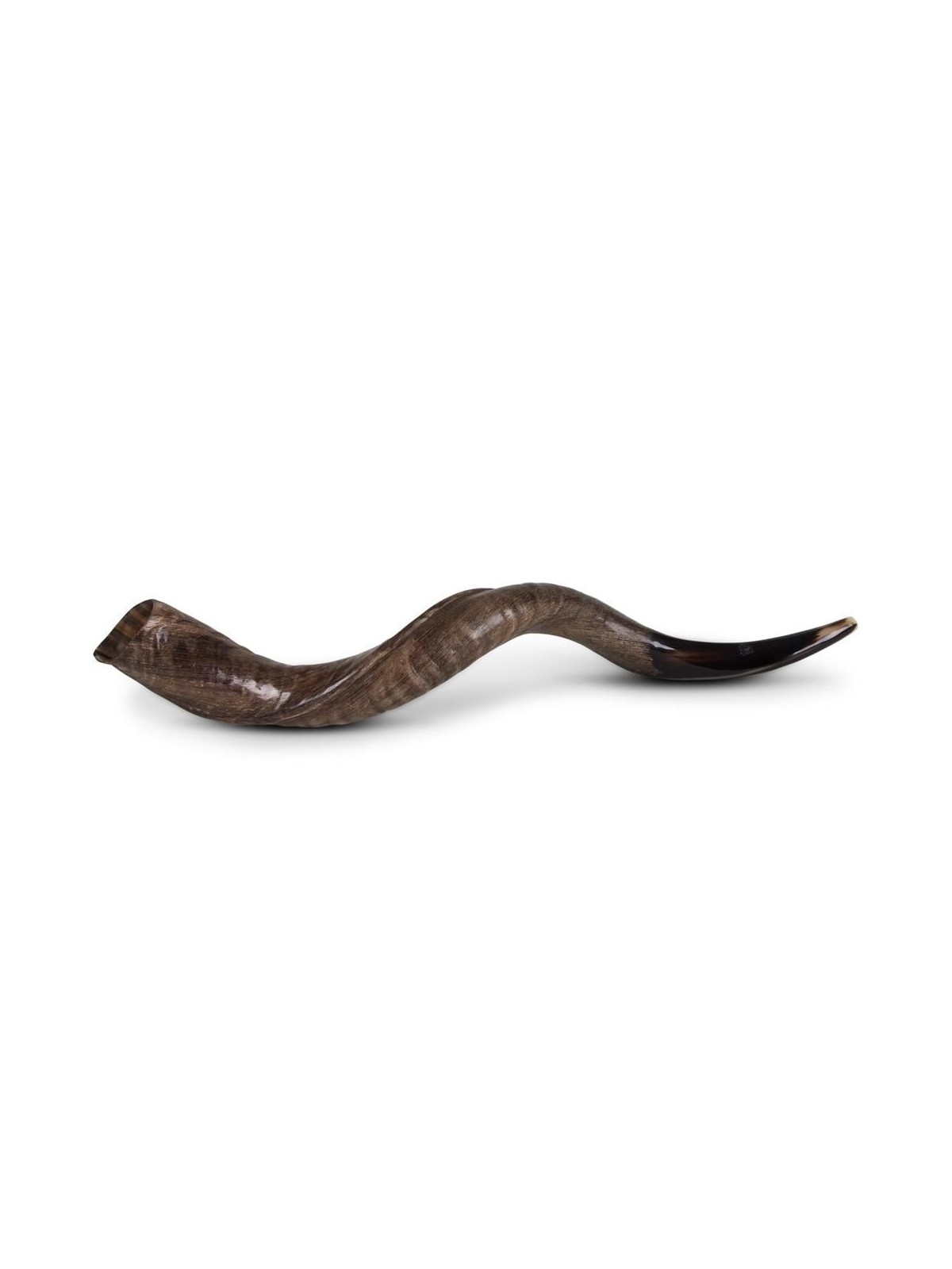 22'-24' Yemenite Kudu Shofar - Natural