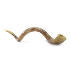 44'-46' Large Yemenite Kudu Shofar - Polished