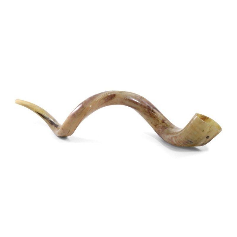 44'-46' Large Yemenite Kudu Shofar - Polished