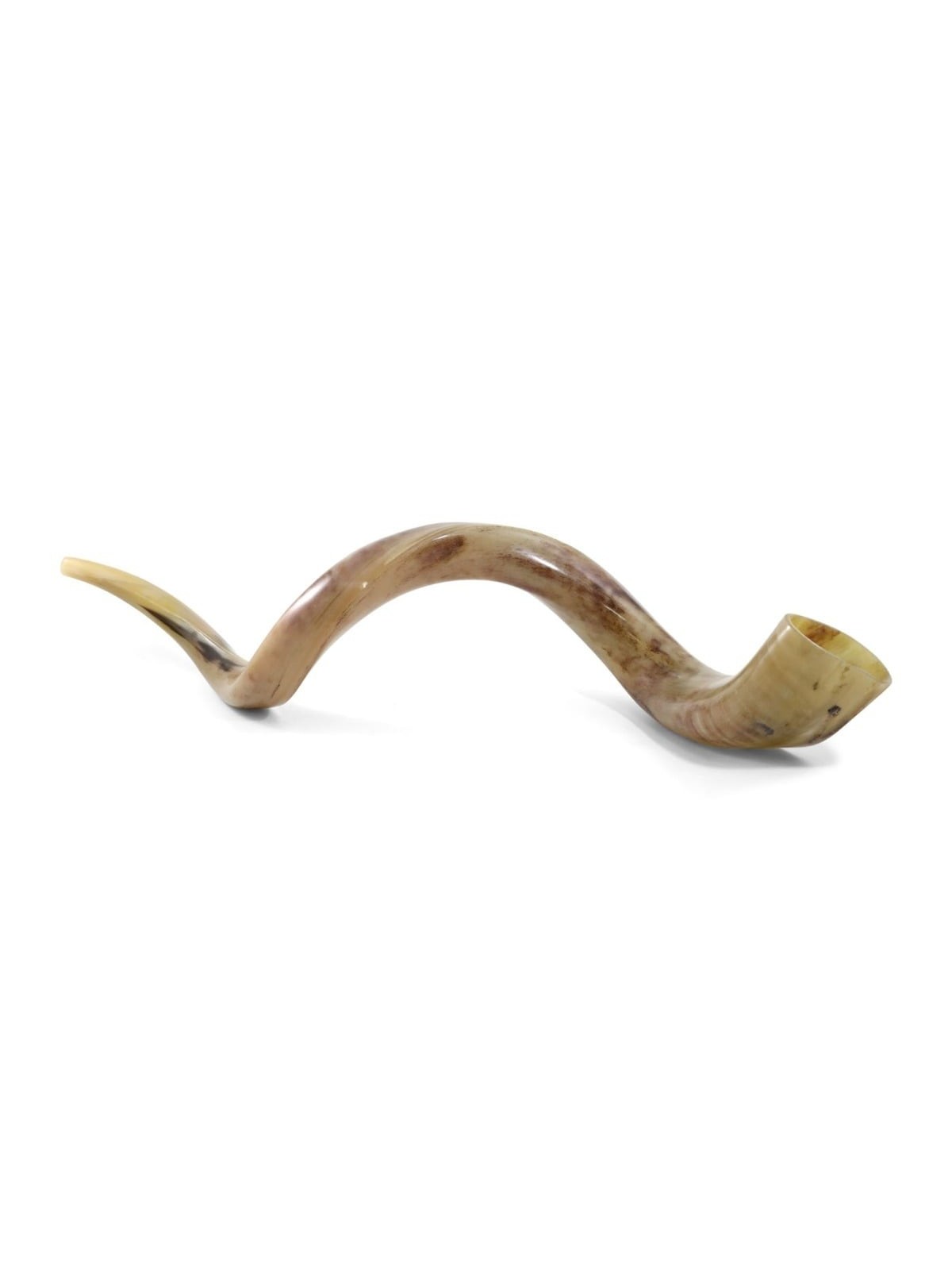 44'-46' Large Yemenite Kudu Shofar - Polished