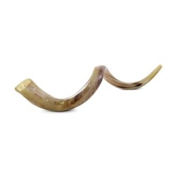 44'-46' Large Yemenite Kudu Shofar - Polished