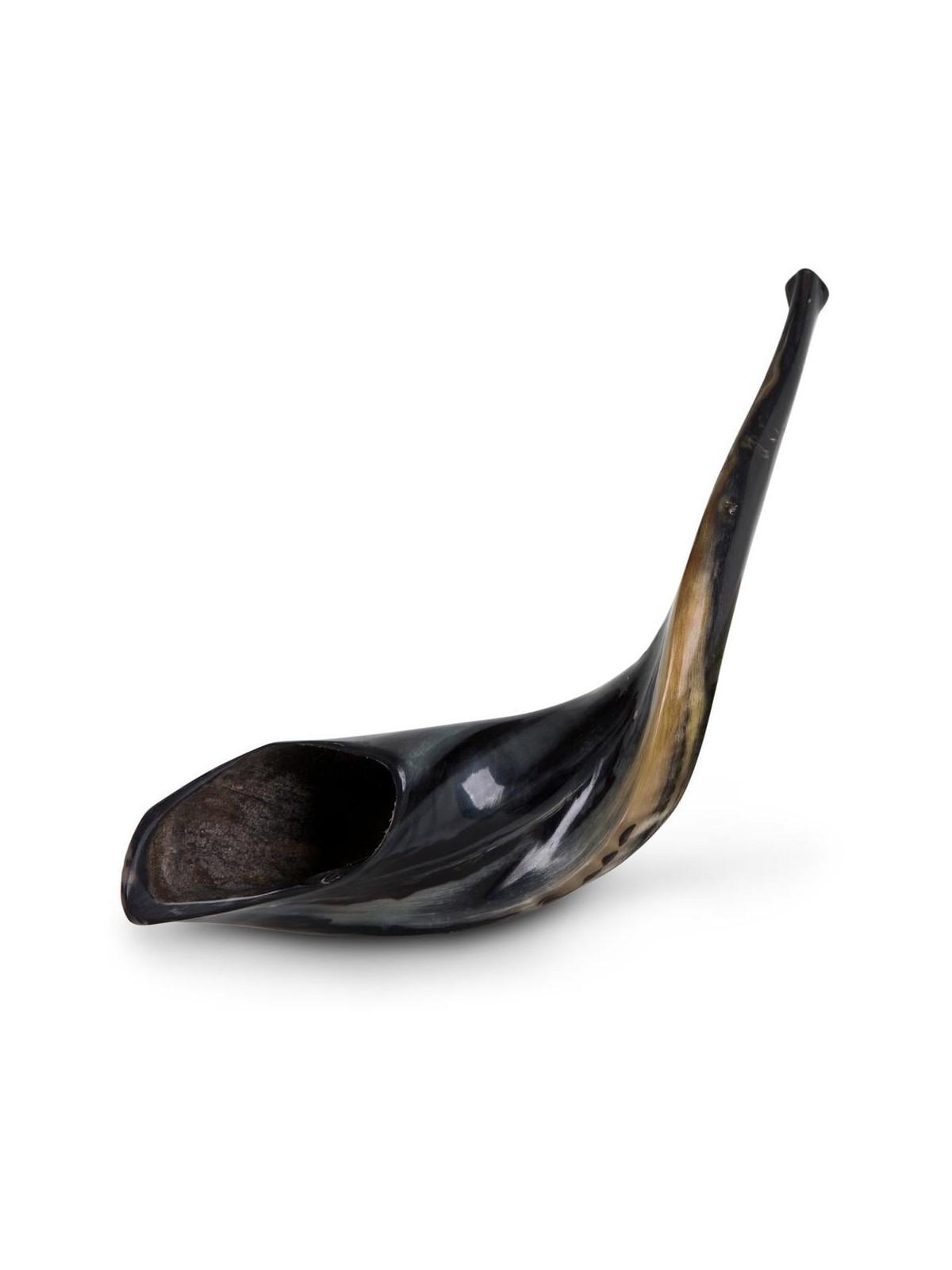 Kosher 14'-16' Classical Ram's Horn Shofar - Polished