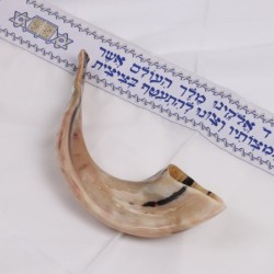 Kosher 14'-16' Classical Ram's Horn Shofar - Polished