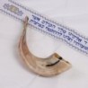 Kosher 14'-16' Classical Ram's Horn Shofar - Polished