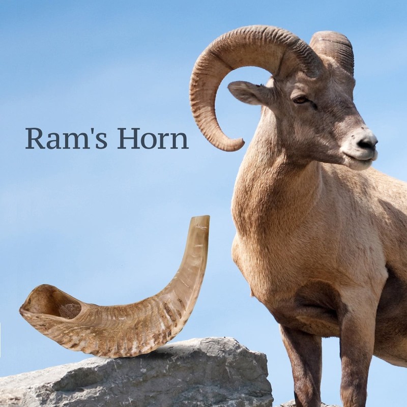 Kosher 14'-16' Classical Ram's Horn Shofar - Polished