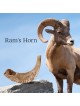 Kosher 14'-16' Classical Ram's Horn Shofar - Polished