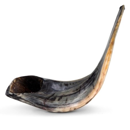 Kosher 20'-22' Classical Ram's Horn Shofar - Polished