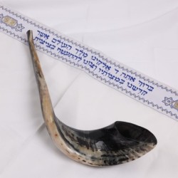 Kosher 20'-22' Classical Ram's Horn Shofar - Polished