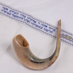 Kosher 20'-22' Classical Ram's Horn Shofar - Polished