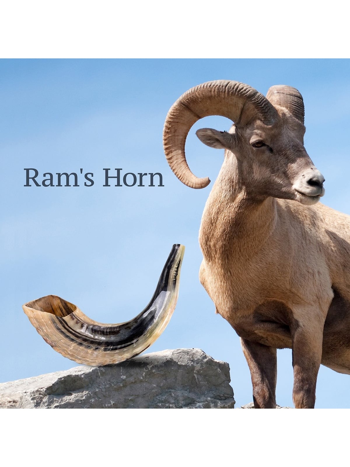 Kosher 20'-22' Classical Ram's Horn Shofar - Polished